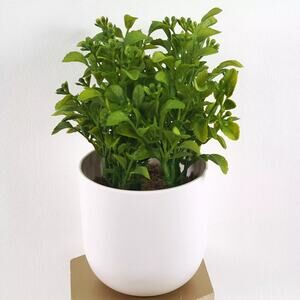 Threshold 8" Faux Boxwood Potted Plant Home Office Decor NEW by Target